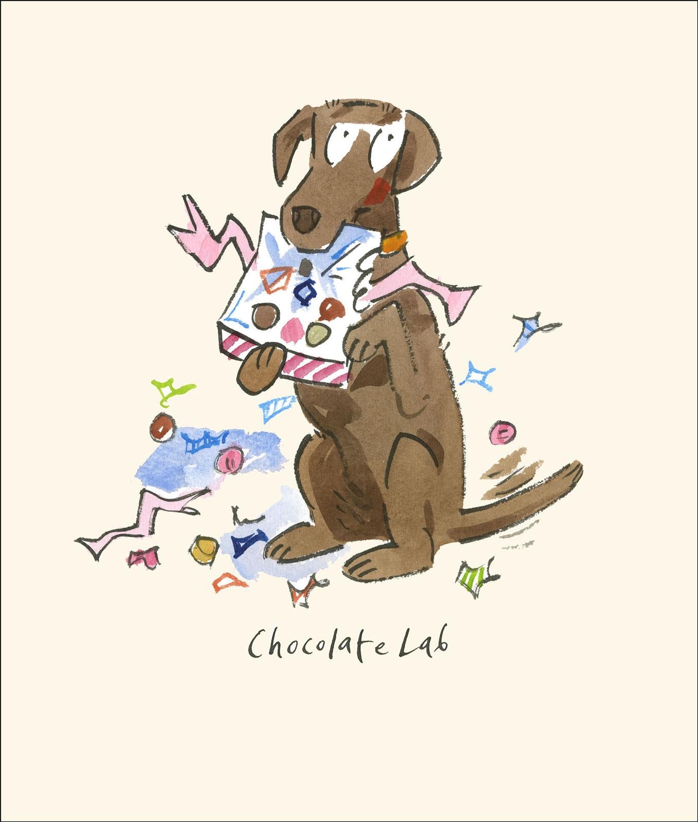 A904 Chocolate Lab