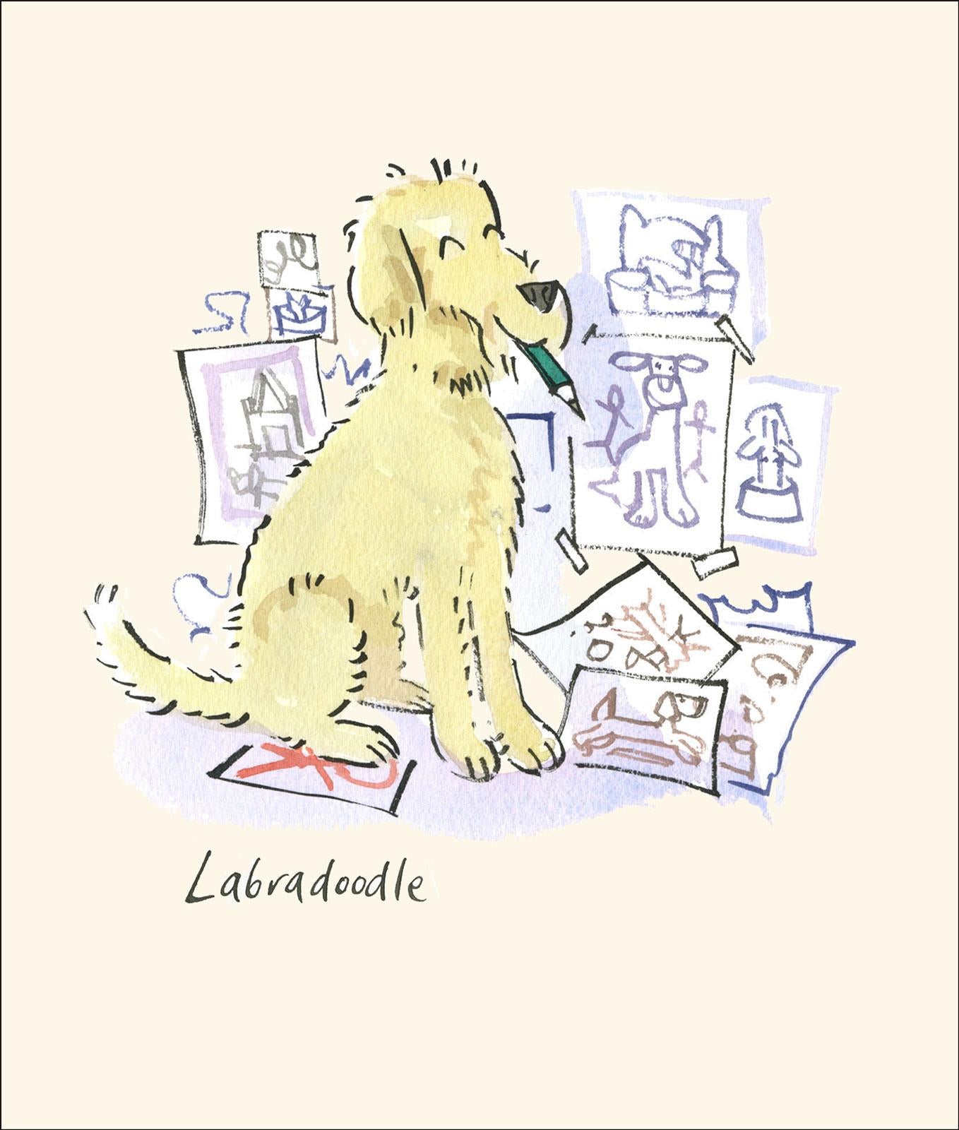 A910 Labradoodle