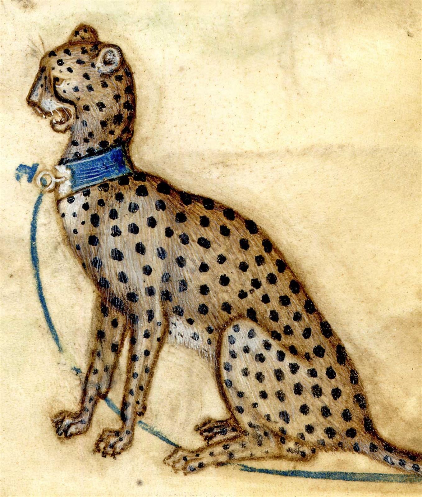 B106 Study of a cheetah with a blue collar and lea