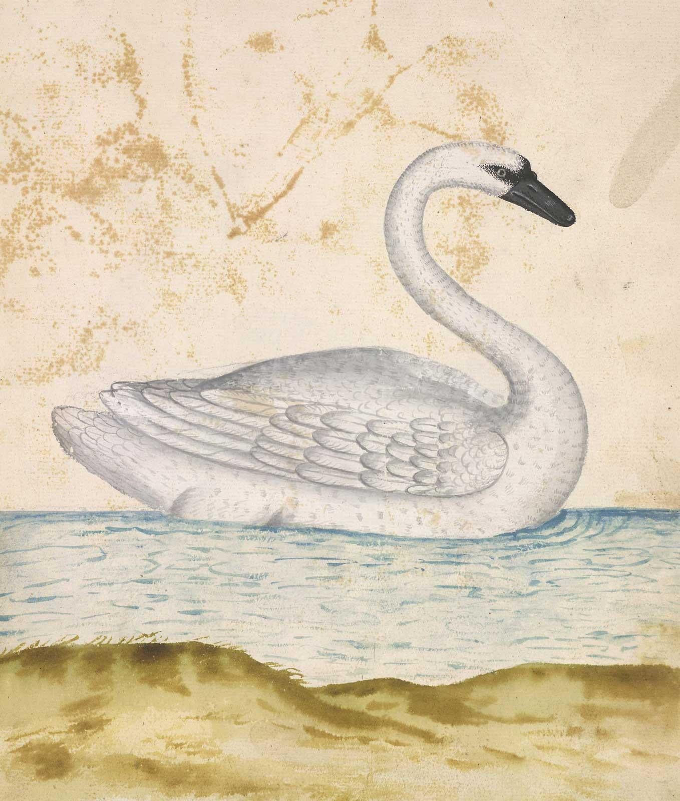 B118 Swan Drawing