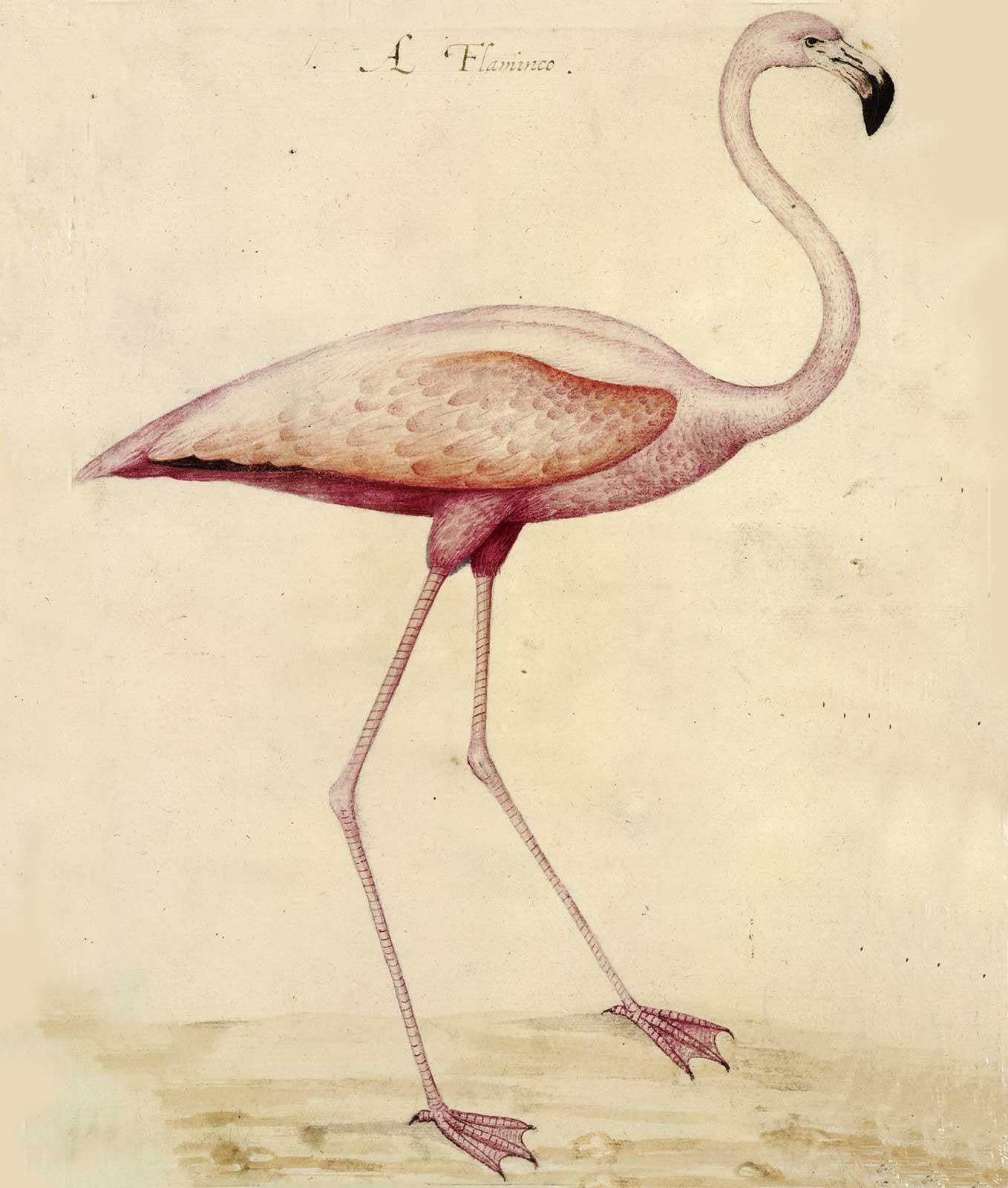 B119 John White's Flamingo