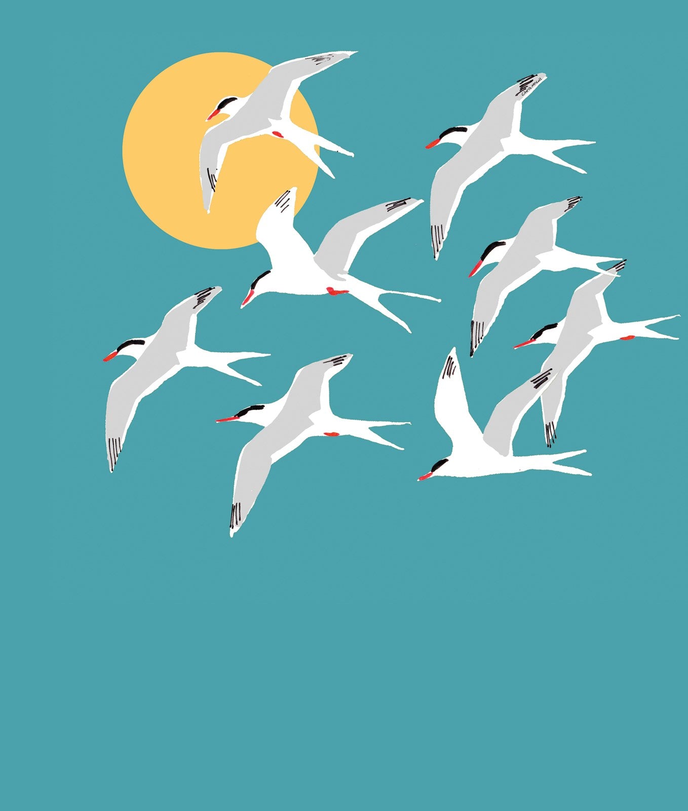 C305 Arctic Terns