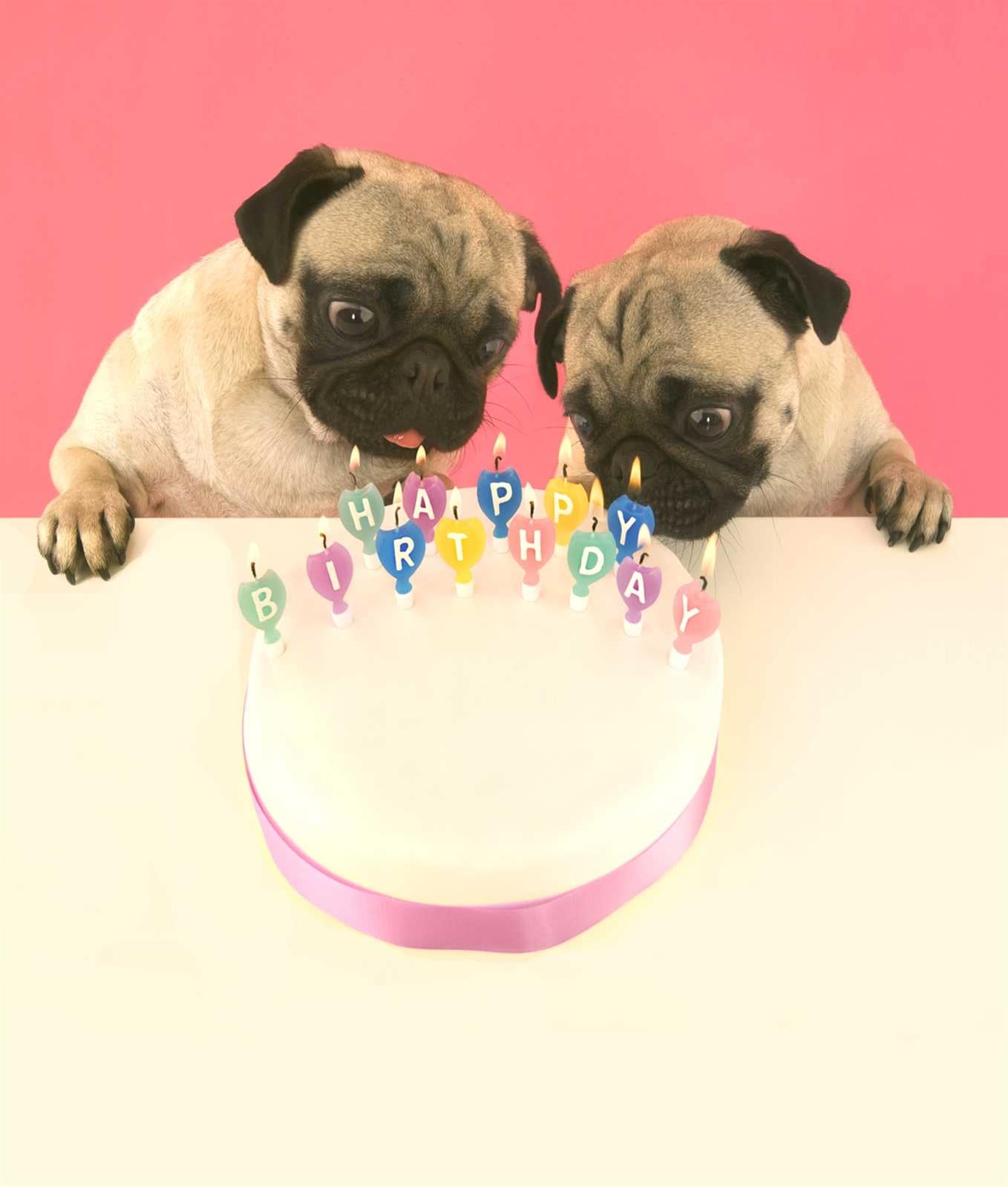 N405 Birthday Pugs