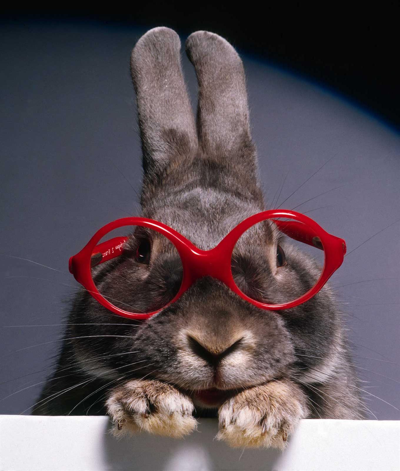 N456 Bunny with Red Specs