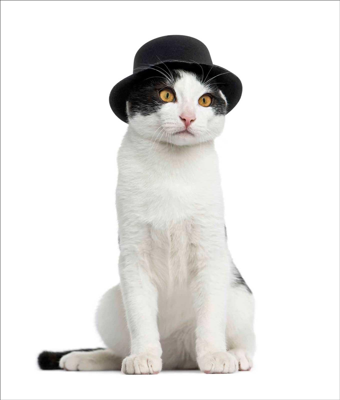 N457 Cat in a Hat