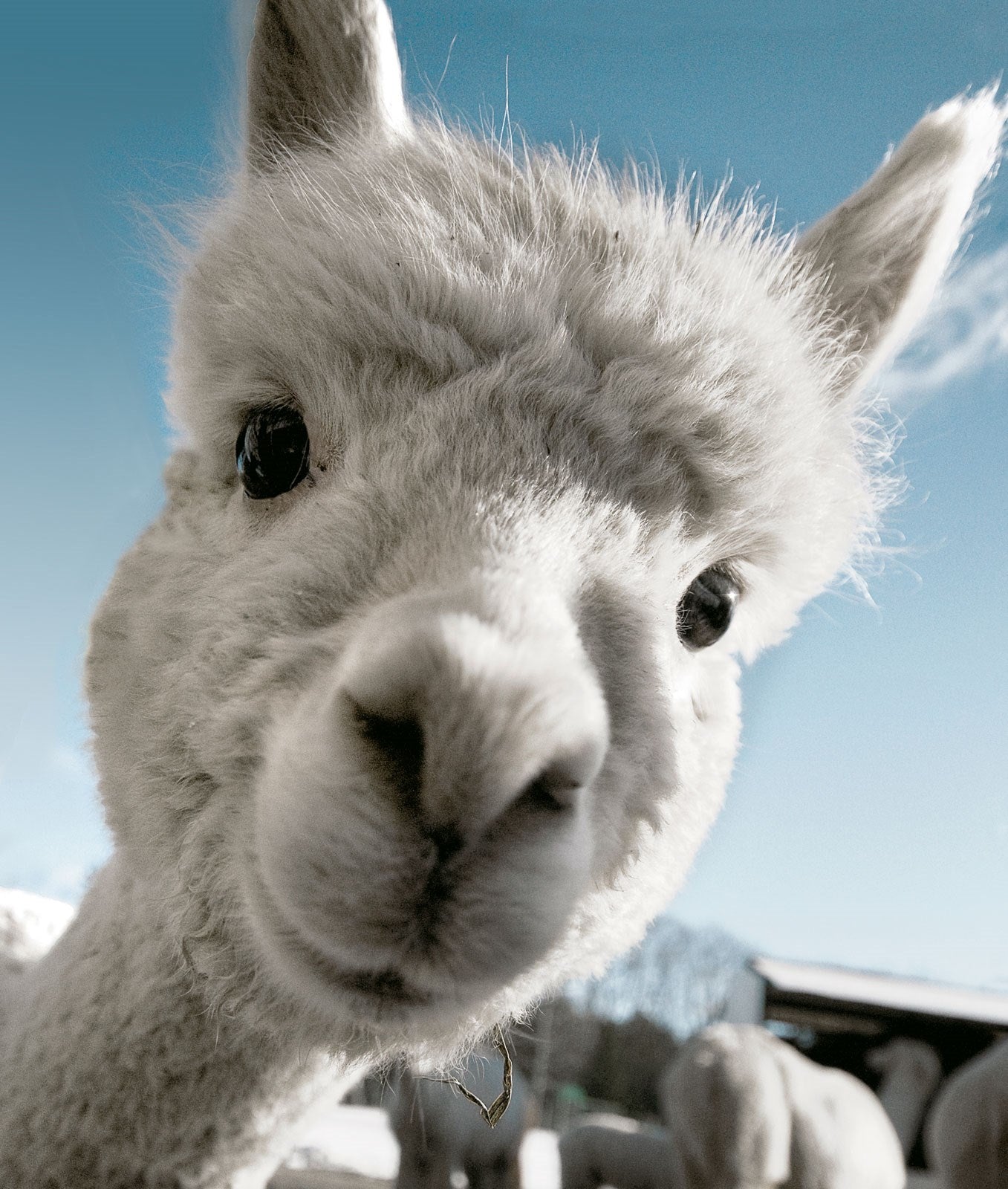 N459 Alpaca Selfie