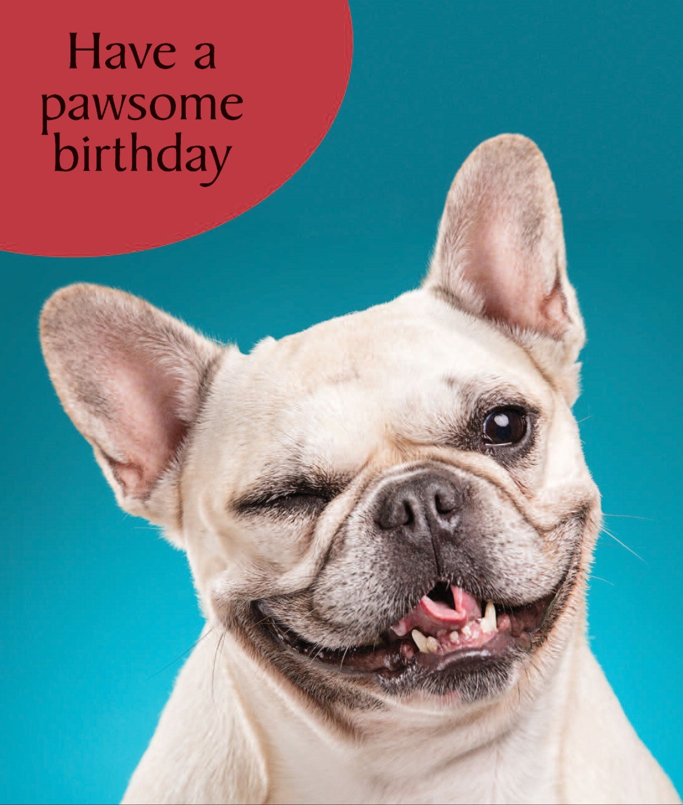 N607 Pawsome Birthday