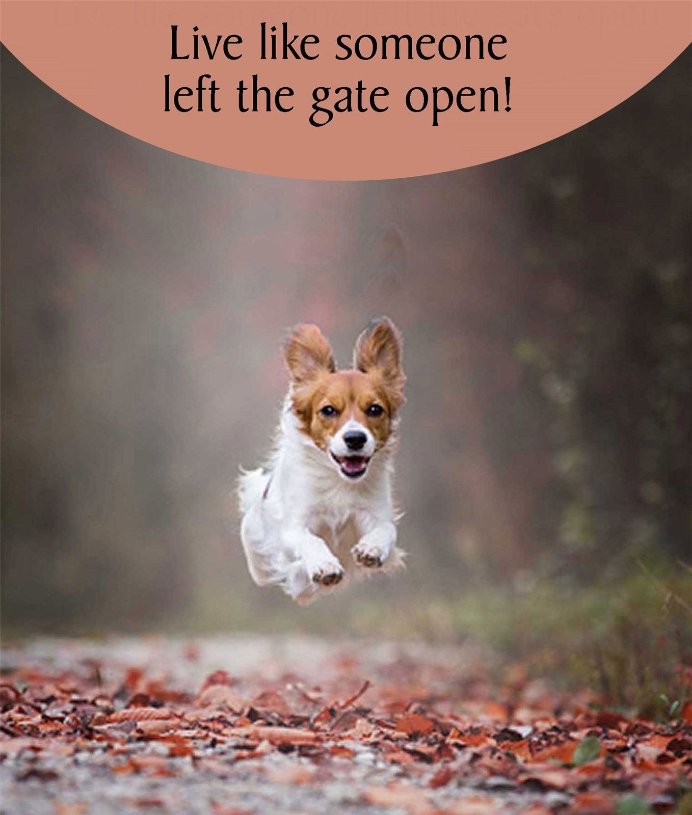 N616 The Gates Are Open