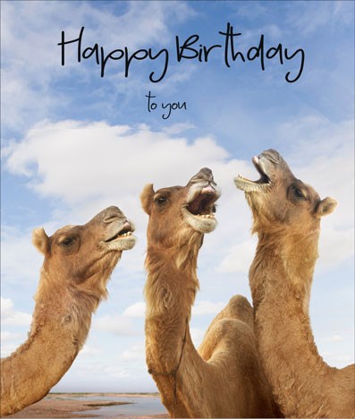 N856 Birthday Camels