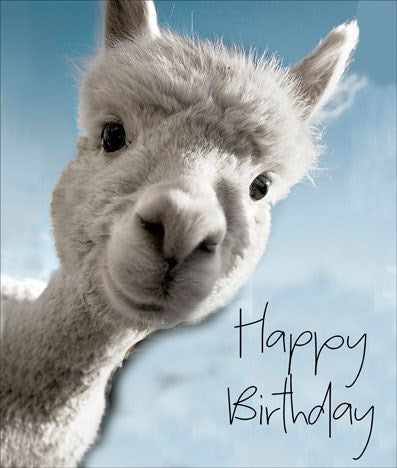 N860 Birthday Alpaca