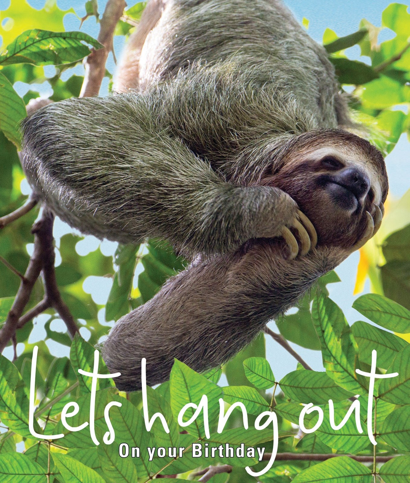 N864 Hang out sloth