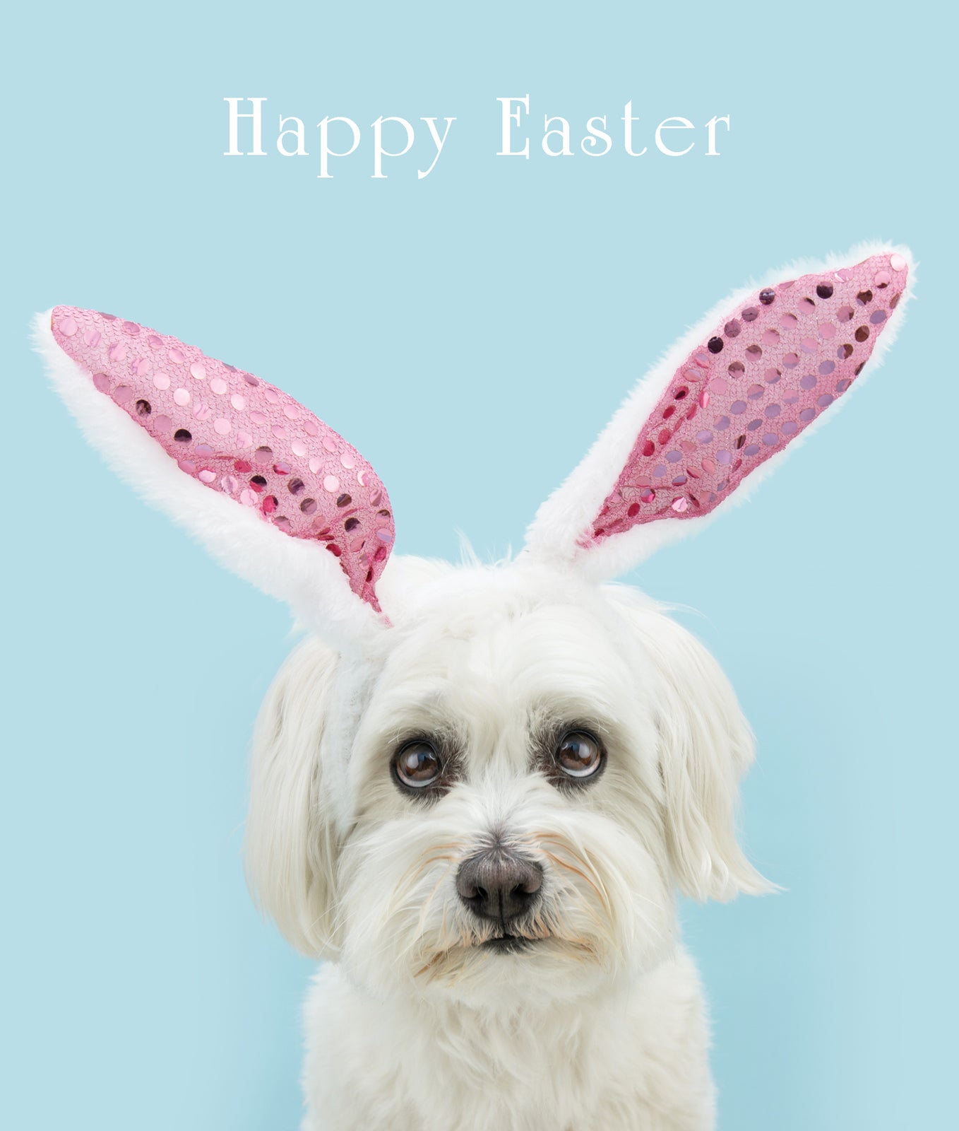 S537 Easter Dog