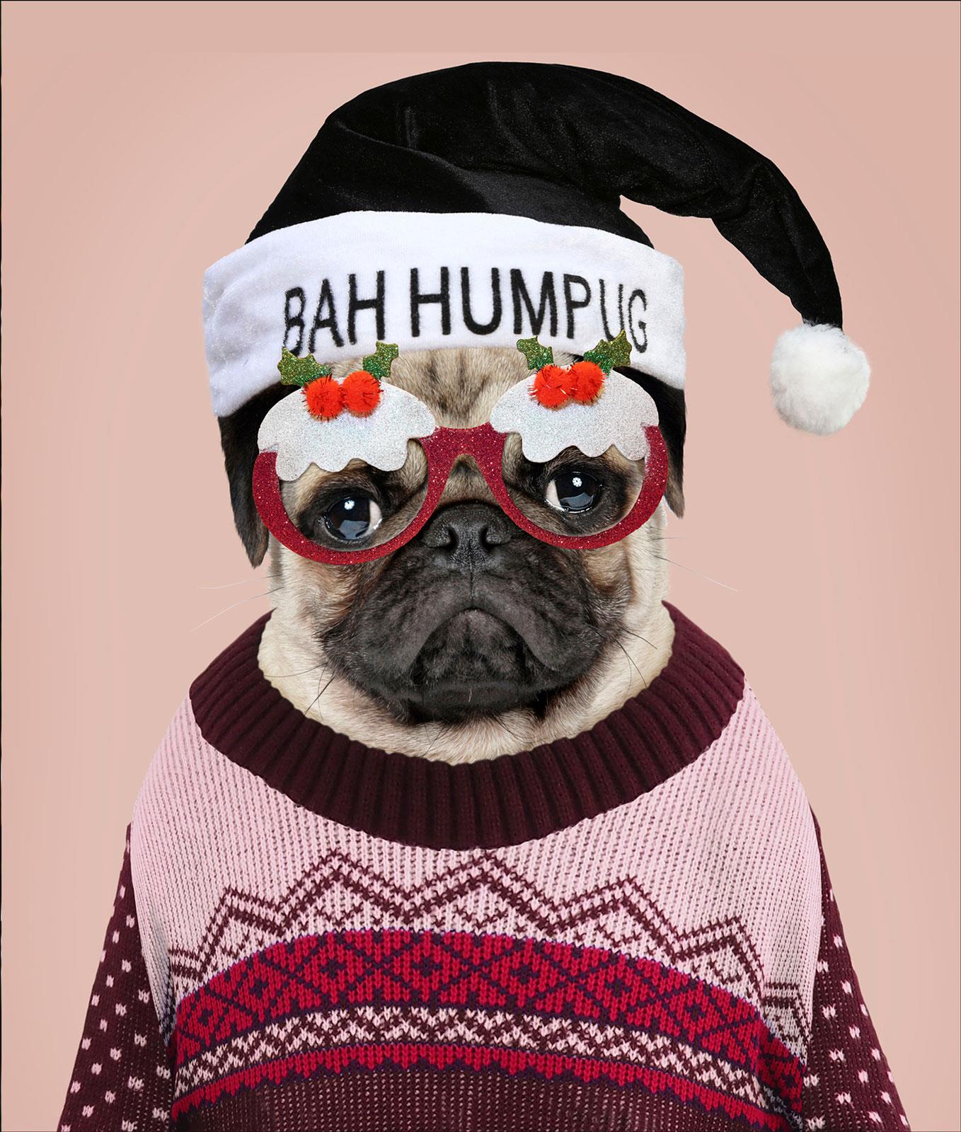 X435 Bah Hum Pug