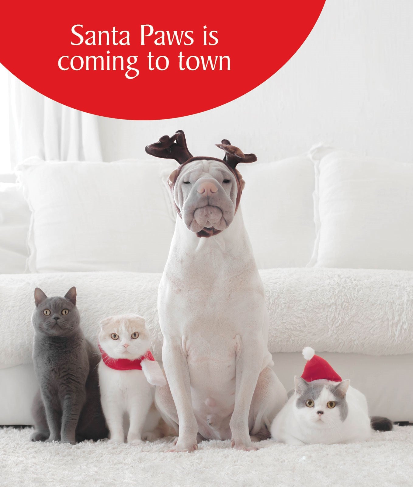 X600 Santa Paws is Coming to Town